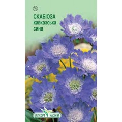 Скабіоза кавказська синя /10 насінин/ *ЕлітСорт*