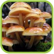 Міцелій грибів