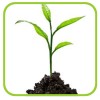 Стимуляторы роста растений