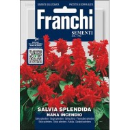 Сальвія Сплендіна Нана Інчендіо /0,5 г/ *Franchi Sementi*