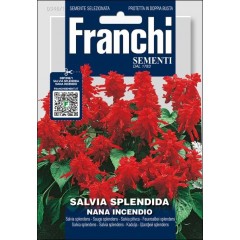 Сальвія Сплендіна Нана Інчендіо /0,5 г/ *Franchi Sementi*