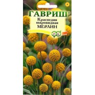 Краспедия Мерлин /5 семян/ *Гавриш*