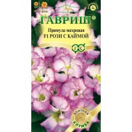 Примула Роззі з облямівкою махрова /3 насінини/ *Гавриш*