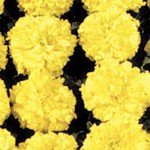 Бархатцы Чикаго Yellow /500 семян/ *Kitano Seeds*