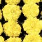 Чорнобривці Чикаго Yellow /500 насінин/ *Kitano Seeds*