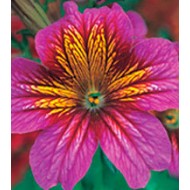 Сальпиглоссис Либра Purple Bicolour /100 драже/ *Kitano Seeds*