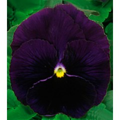 Виола Династия Purple /100 семян/ *Kitano Seeds*