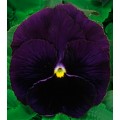 Виола Династия Purple /500 семян/ *Kitano Seeds*