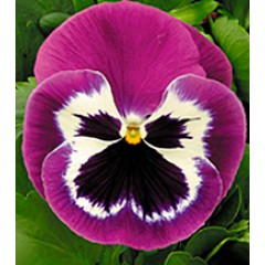 Виола Династия Purple Bicolour /100 семян/ *Kitano Seeds*