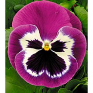 Виола Династия Purple Bicolour /500 семян/ *Kitano Seeds*