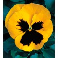 Виола Династия Yellow Blotch /100 семян/ *Kitano Seeds*