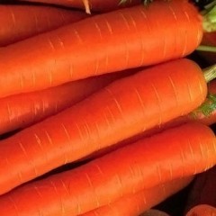 Морковь Берлика F1 /50.000 семян/ *Moravoseed*