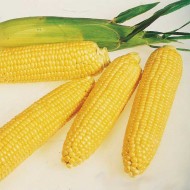 Кукуруза сахарная Леженд F1 /1 кг семян/ *Clause*