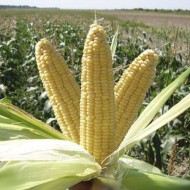 Кукуруза сахарная Лендмарк F1 /1 кг семян/ *Clause*