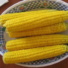 Кукуруза сахарная Лендмарк F1 /10 кг семян/ *Clause*