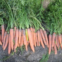 Морковь Стромболи F1 /100.000 шт/ *Clause*