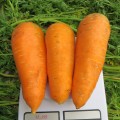 Морковь Болтекс /0,5 кг семян/ *Clause*