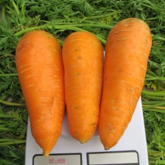 Морковь Болтекс /0,5 кг семян/ *Clause*