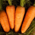 Морковь Болтекс /5 кг семян/ *Clause*