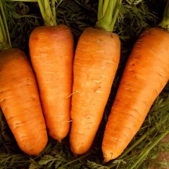 Морква Болтекс /5 кг насіння/ *Clause*