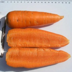 Морква Шантане /0,5 кг насіння/ *Clause *