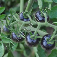 Томат Индиго Синие Ягоды (Indigo Blue Berries) /20 семян/ *Частная коллекция*