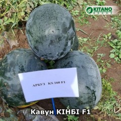 Арбуз KS 160 (Кинби) F1 /20 семян/ *Kitano Seeds*