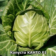 Капуста белокочанная Канто F1 /100 семян/ *Kitano Seeds*