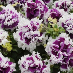 Петуния Пируэт F1 пурпурное пикотэ (violeta picota) /200 семян/ *Pan American*
