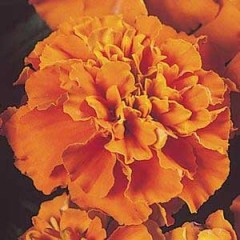 Бархатцы Жани темно-оранжевые /1.000 семян/ *Pan American*