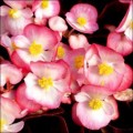 Бегония Бада Бум F1 розовая биколор /200 семян (драже)/ *Syngenta Seeds*