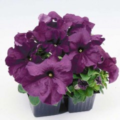 Петуния Лимбо F1 темно-пурпурная (deep purple) /1.000 семян/ *Hem Genetics*