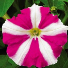 Петунія Пікобелла F1 рожева зірка (rose star) /200 насінин/ *Syngenta Seeds*
