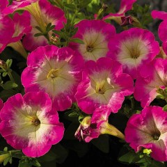 Петунія Пікобелла F1 рожевий ранок (rose morn) /200 насінин/ *Syngenta Seeds*