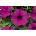 Петунія Плюш F1 пурпурна (purple) /100 насінин/ *Syngenta Seeds*