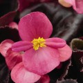 Бегонія Еріка F1 (бордовий лист) рожева /1.000 насінин/ *Syngenta Seeds*