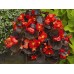 Бегония Эрика F1 (бордовый лист) скарлет /1.000 семян/ *Syngenta Seeds*