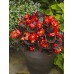 Бегония Эрика F1 (бордовый лист) скарлет /1.000 семян/ *Syngenta Seeds*