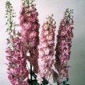 Дельфиниум Магический фонтан лилово-розовый с белым глазком /200 семян/ *Benary*