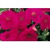 Петунія Рамблін F1 неон-рожева /100 насінин/ *Syngenta Seeds*