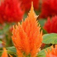 Целозия Айс Крем оранжевая /100 семян/ *Pan American*