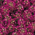 Алиссум Айс Боннет фиолетовый /1.000 семян/ *Pan American*
