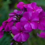 Флокс Этни пурпурно-фиолетовый /100 семян/ *Pan American*