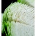 Капуста белокочанная Анкома F1 /2.500 семян/ *Rijk Zwaan*