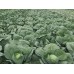 Капуста белокочанная Парадокс F1 /2.500 семян/ *Bejo Zaden*