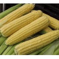 Кукуруза сахарная Санданс F1 /1 кг семян/ *Tezier*