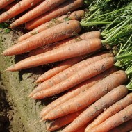 Морковь Бангор F1 (1,8-2,0 мм) /25.000 семян/ *Bejo Zaden*
