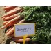 Морковь Бангор F1 (2,0-2,2 мм) /100.000 семян/ *Bejo Zaden*