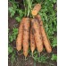 Морковь Бангор F1 (2,0-2,2 мм) /100.000 семян/ *Bejo Zaden*