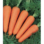 Морковь Канада F1 (1,6-1,8 мм) /100.000 семян/ *Bejo Zaden*